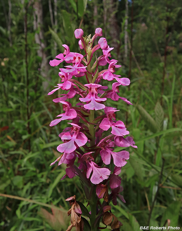 Platanthera_peramoena