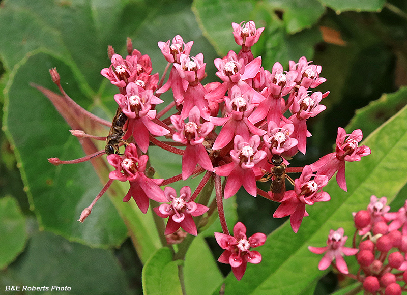 Swamp_Milkweed