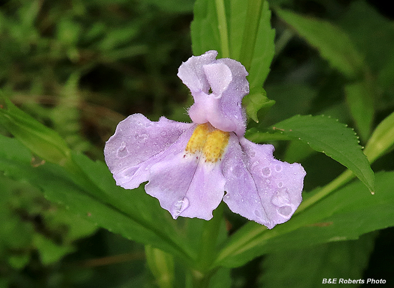 Mimulus