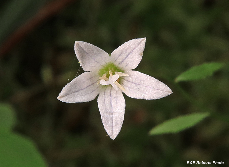 Campanula