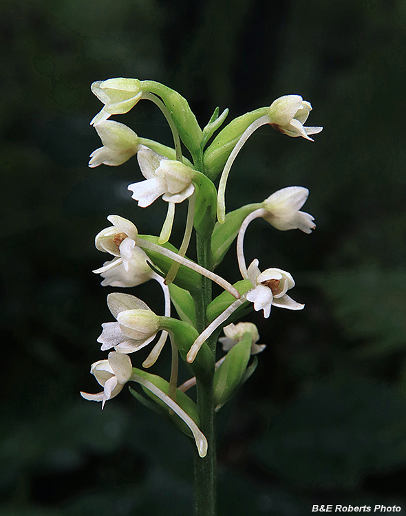 Platanthera_clavellata