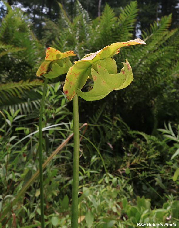 Pitcher_plants