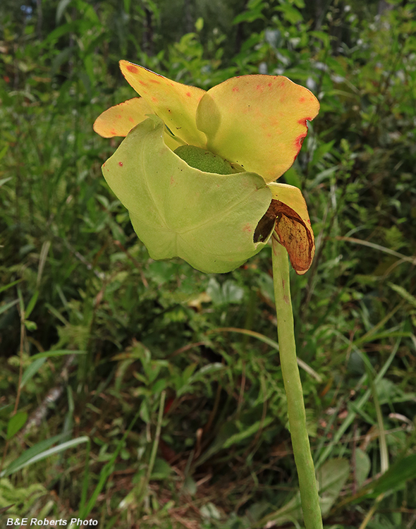 Pitcher_plants