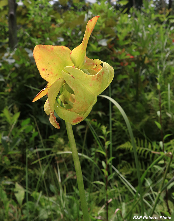 Pitcher_plants