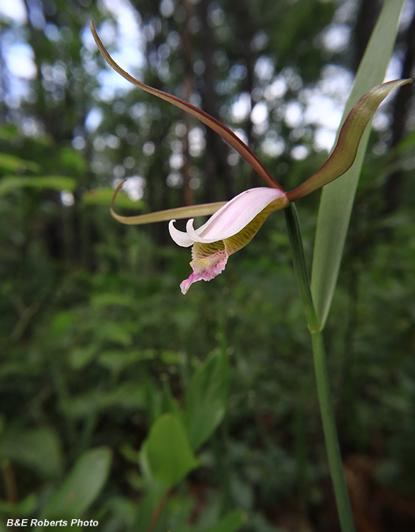 Cleistesiopsis