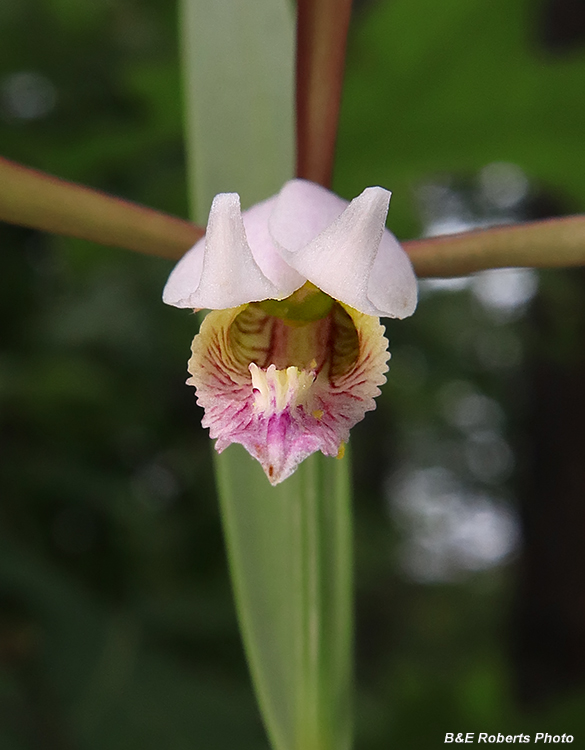 Cleistesiopsis