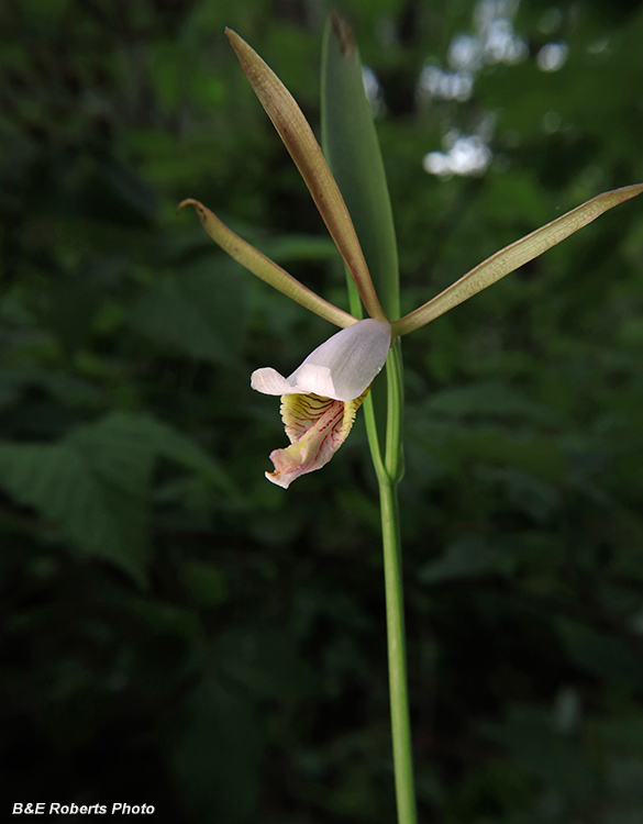 Cleistesiopsis