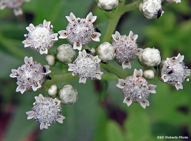 Quinine