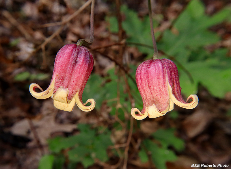 Clematis