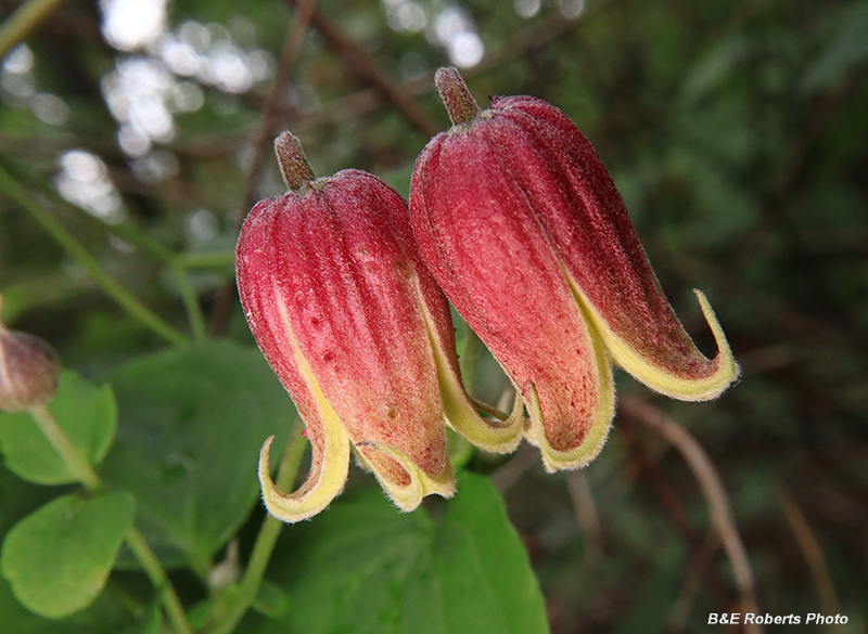 Clematis