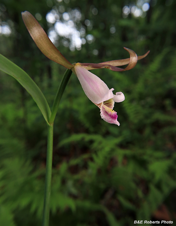 Cleistesiopsis