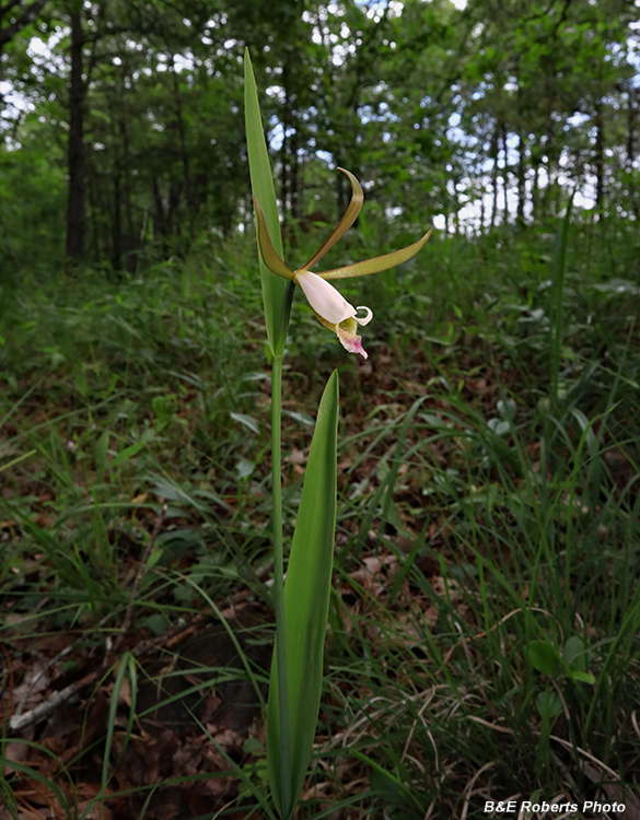 Cleistesiopsis