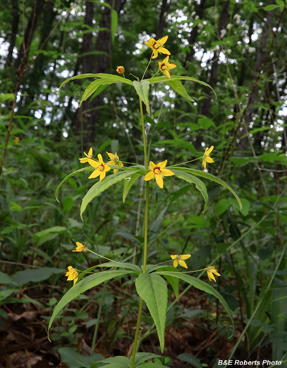 Whorled_Loosestrife