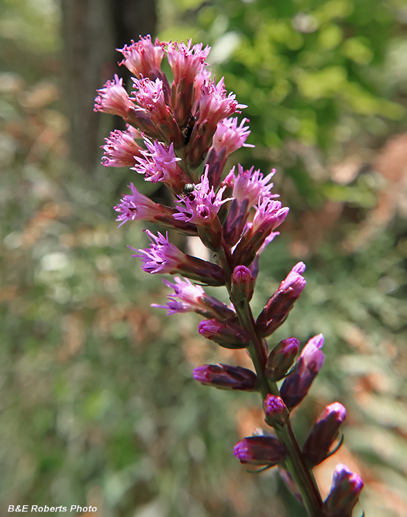 Liatris