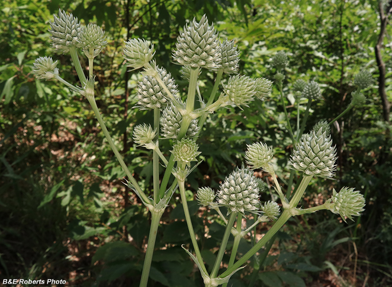 Rattlesnake_Master