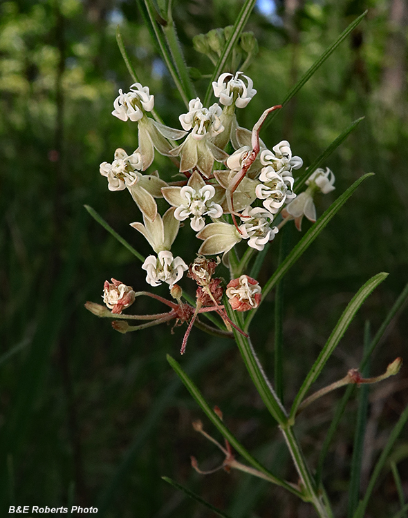 Whorled_Milkweed-Spider