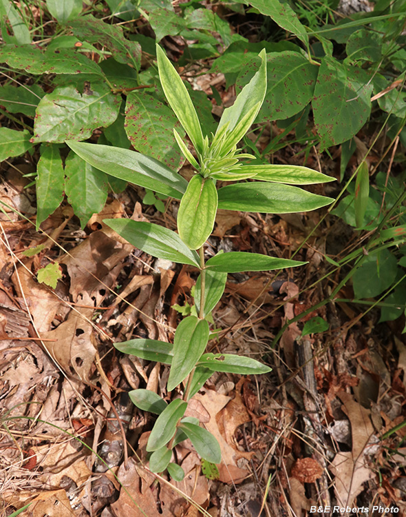 Gentian