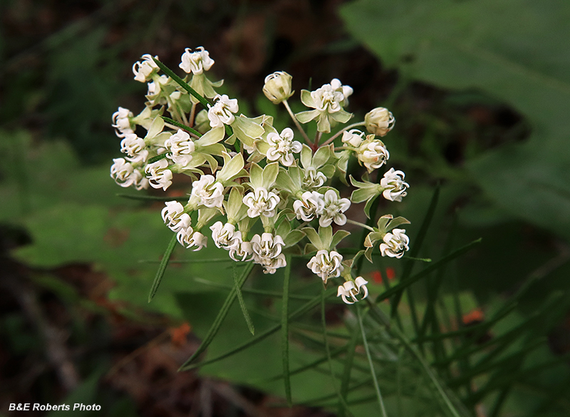 Whorled_Milkweed