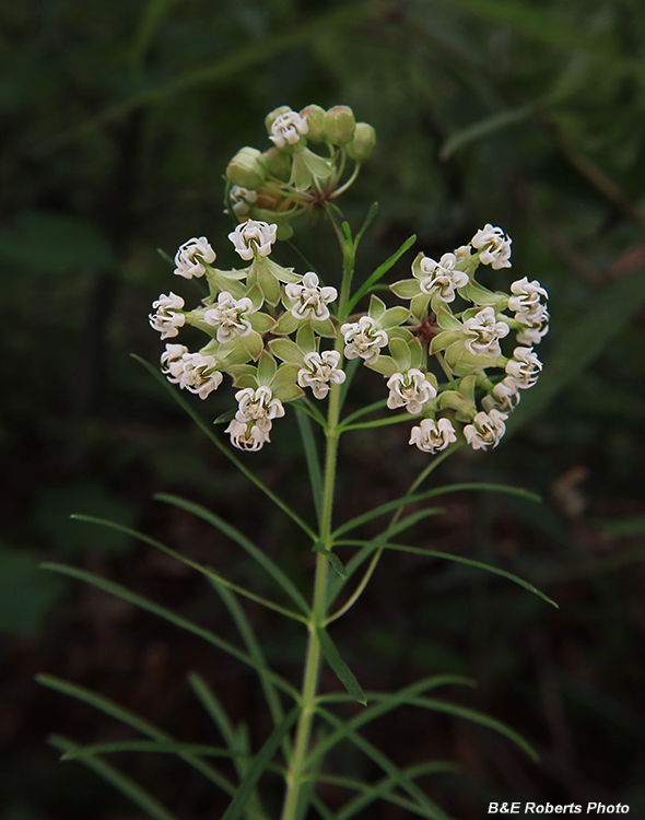 Whorled_Milkweed