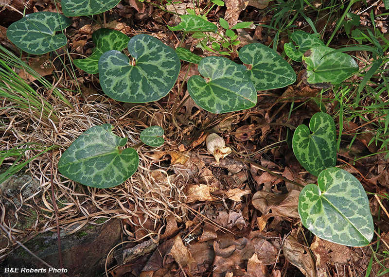 Asarum_shuttleworthii