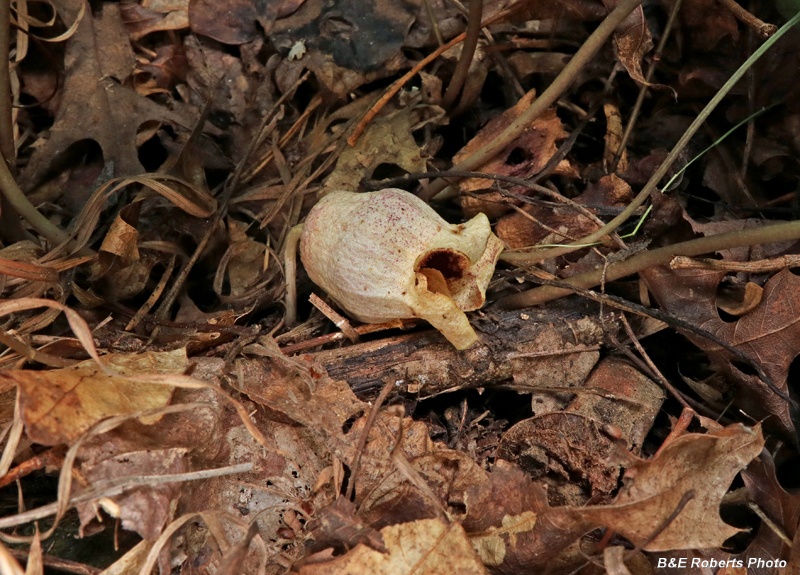 Asarum_shuttleworthii