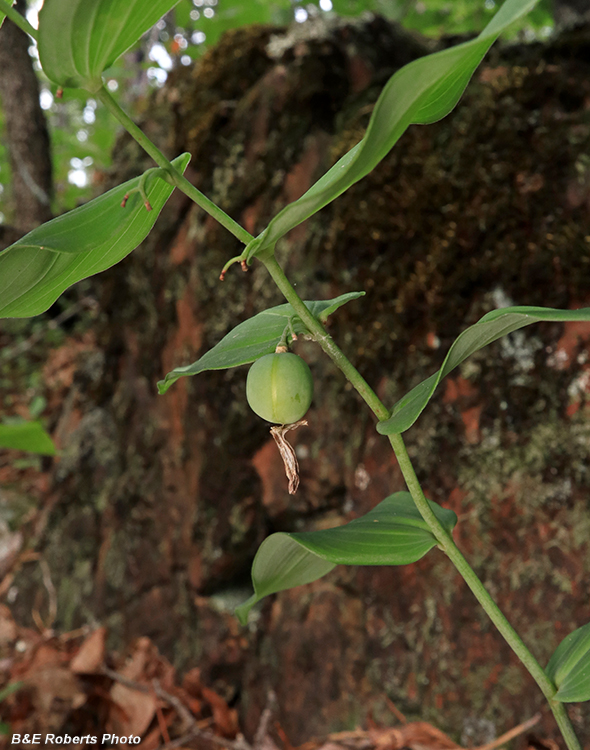 Polygonatum_fruit