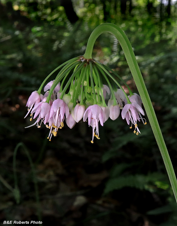 Allium_cernuum