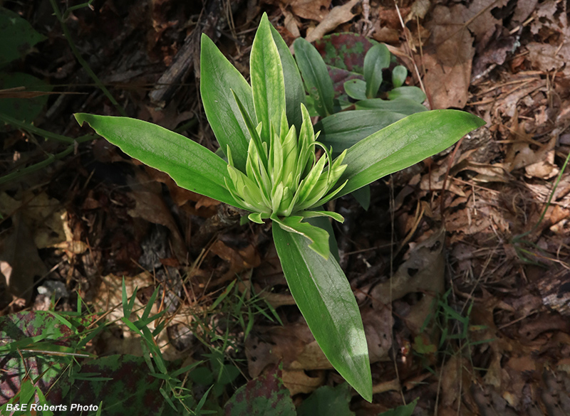 Gentian