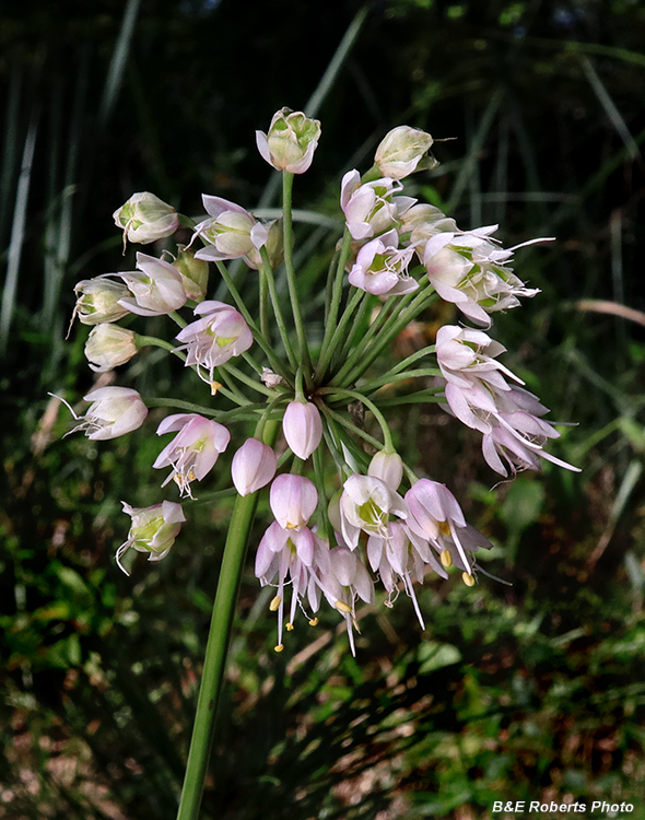 Allium_cernuum