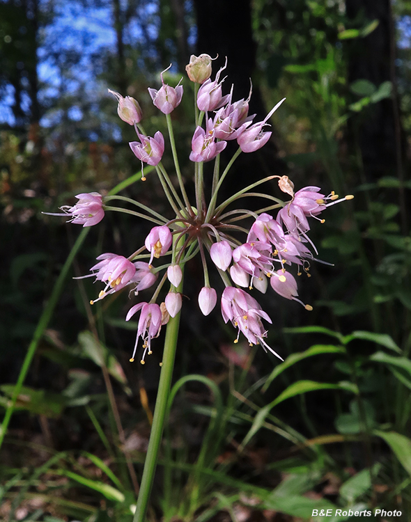 Allium_cernuum