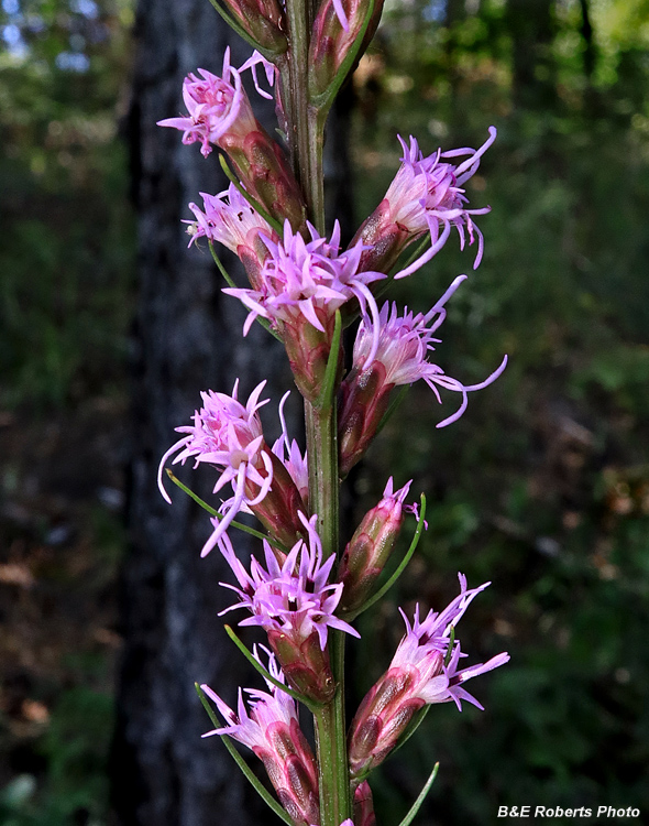 Liatris