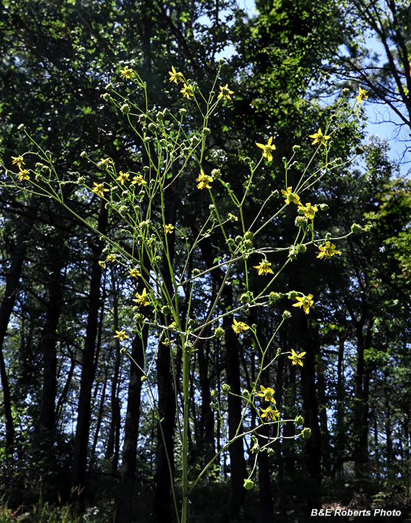 Silphium