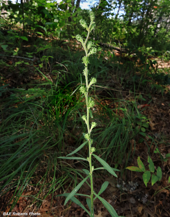 Liatris