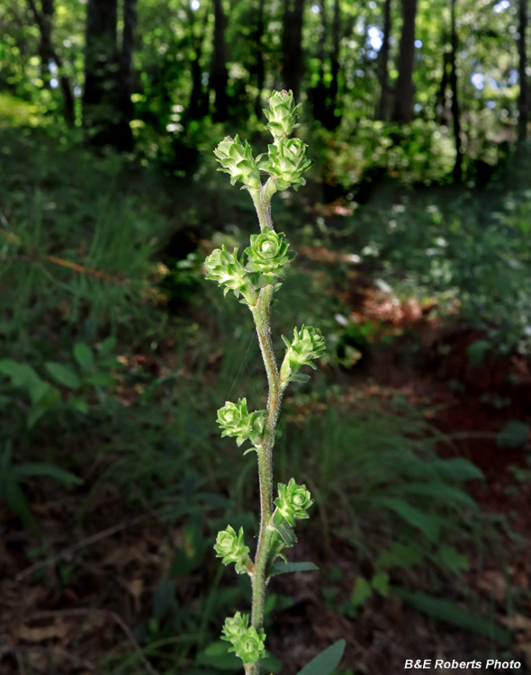 Liatris