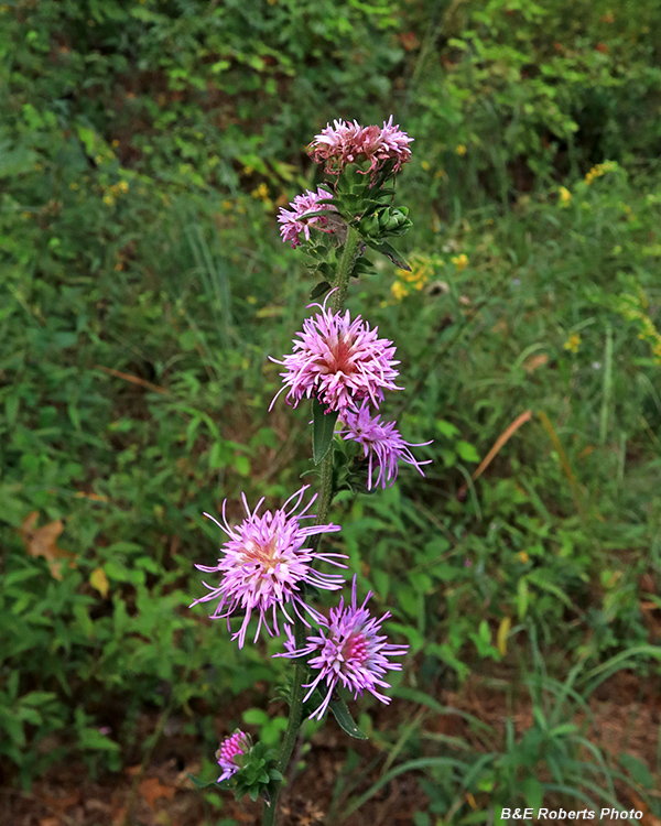 Liatris