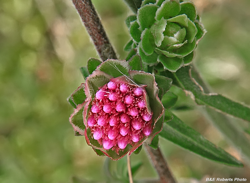 Liatris