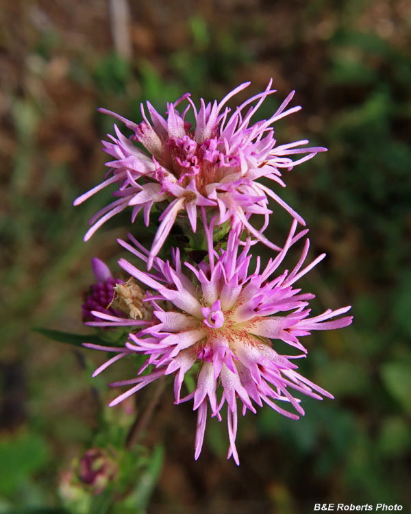 Liatris