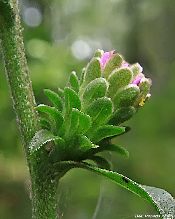 Liatris