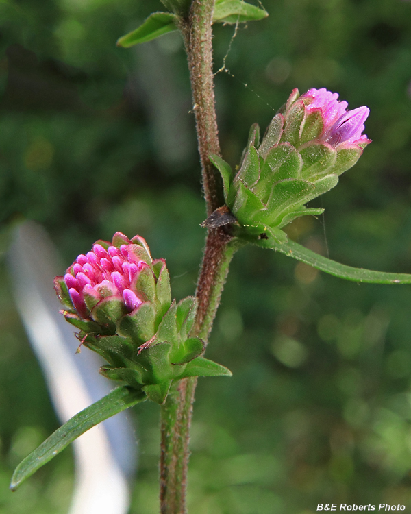 Liatris