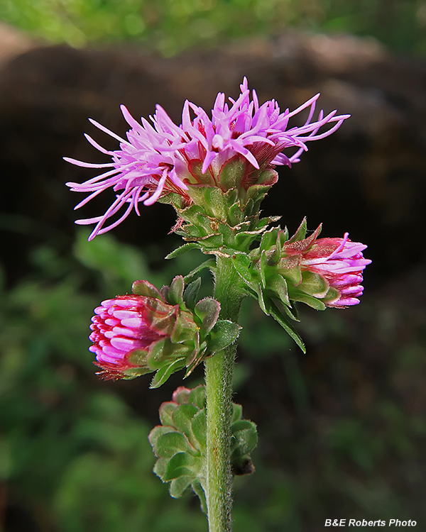 Liatris