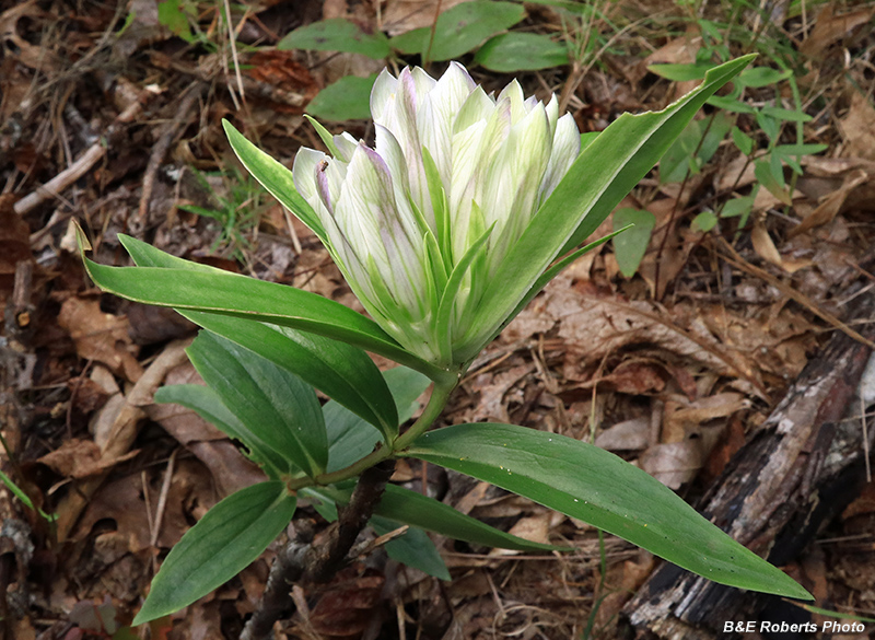 Gentiana