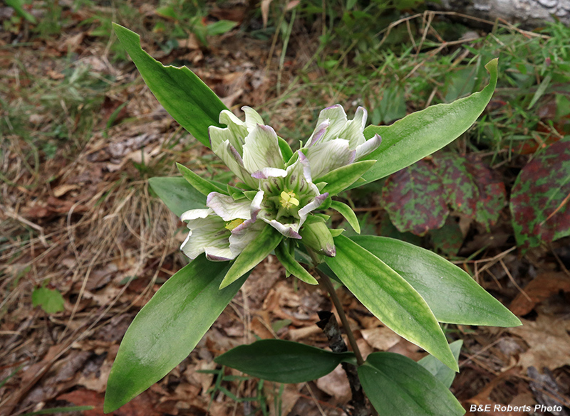 Gentiana