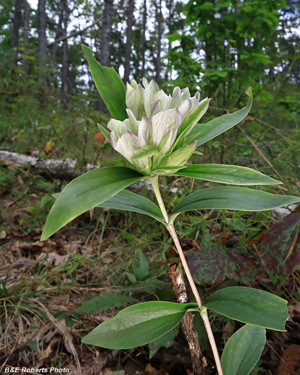 Gentiana