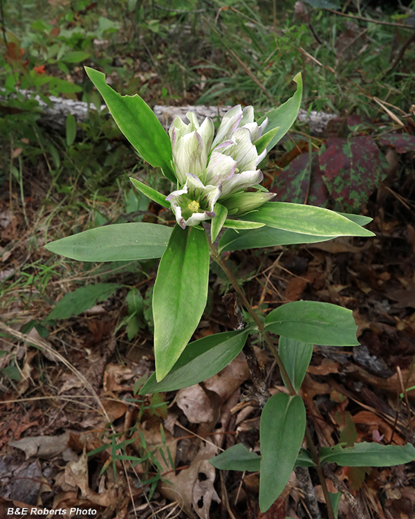 Gentiana