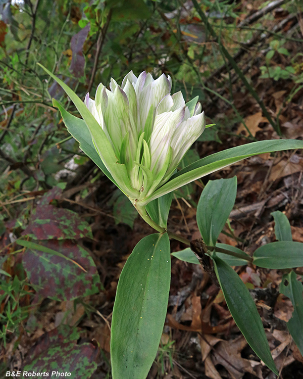 Gentiana