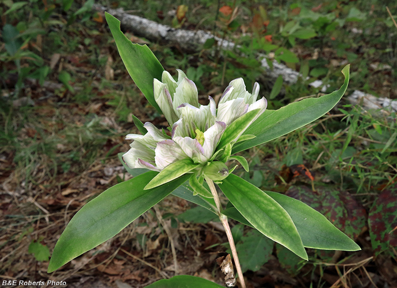 Gentiana