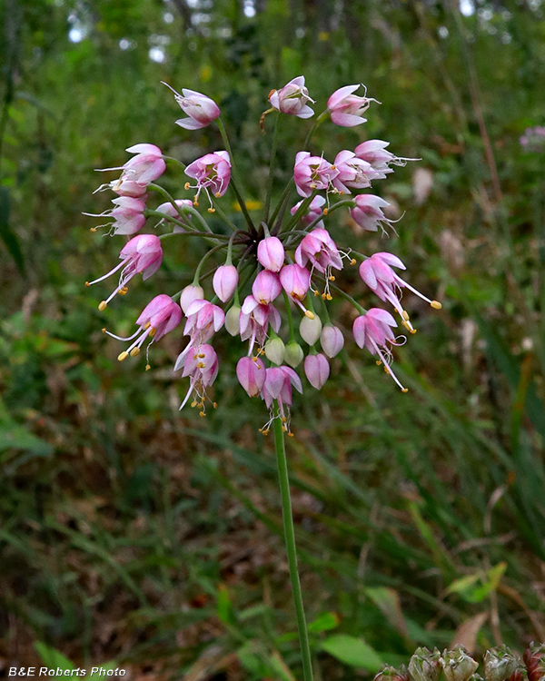 Allium