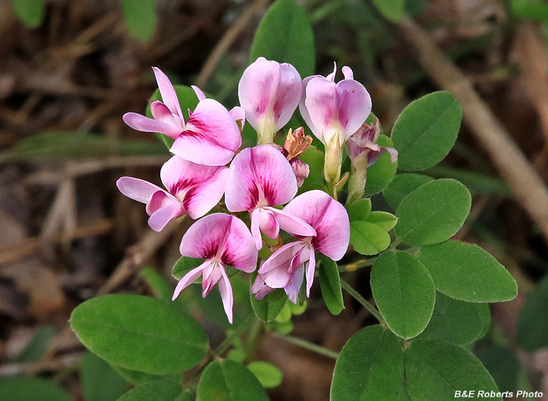 Lespedeza