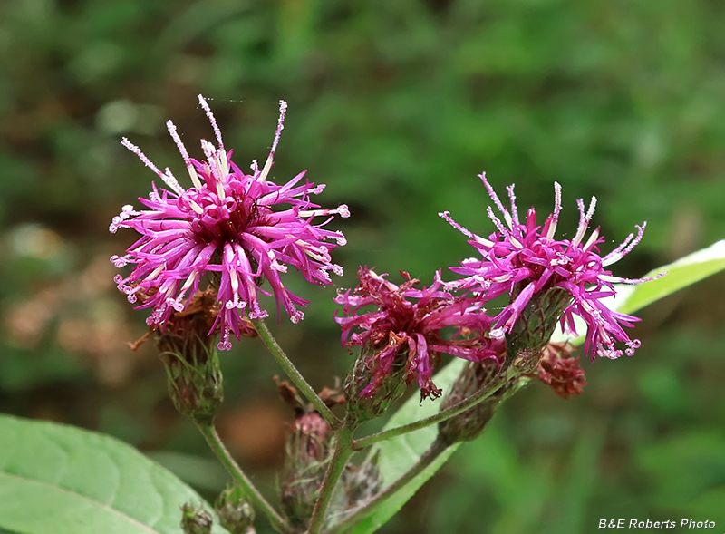 Ironweed