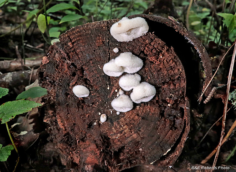 log_end_fungi